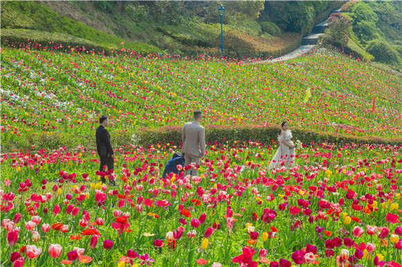 花海間，拍上一組美美的婚紗照。羅云希 攝
