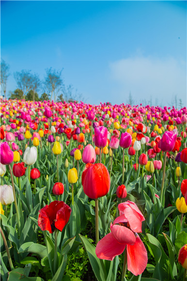 花的海洋。羅云希 攝