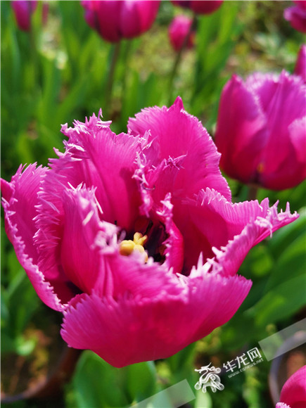 特色郁金香品種，花邊呈鋸齒狀。華龍網(wǎng)—新重慶客戶端記者 舒婷 攝