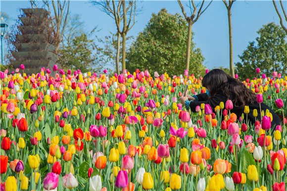 五顏六色郁金香花海。羅云希 攝