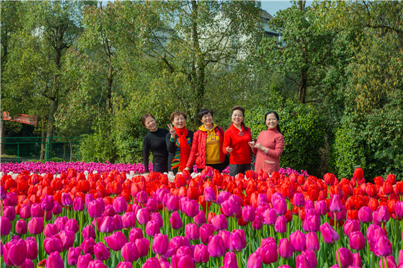 游客在郁金香花海里拍照打卡。羅云希 攝