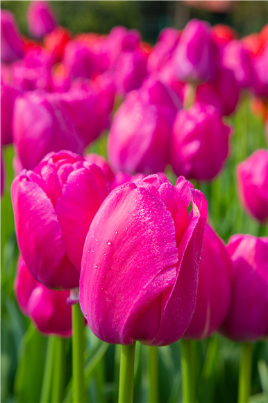 郁金香嬌艷欲滴。羅云希 攝