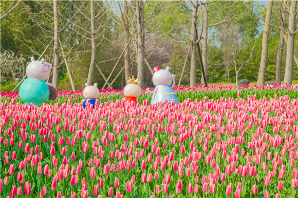 長壽湖郁金香次第開放。羅云希 攝