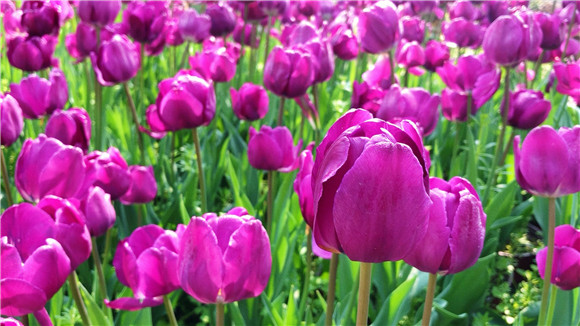 紫色郁金香。華龍網(wǎng)—新重慶客戶端袁舒含 攝