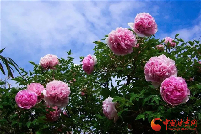 【五一游甘肅】暢游“臨洮縣紫斑牡丹文化旅游節(jié)”，這份攻略請收下！