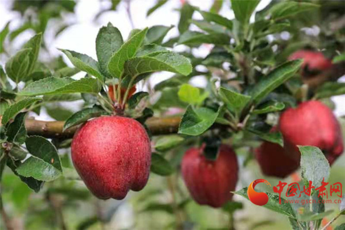 【母親河畔的中國(guó)】天水秦安：葫蘆河畔蘋(píng)果飄香 