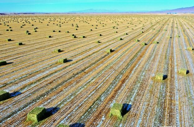 【“飛閱”中國】瞰！山丹馬場撒“青豆”