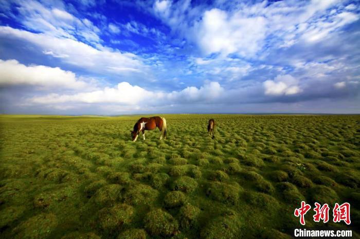 圖為甘肅甘南藏族自治州草原風(fēng)光。(資料圖) 艾慶龍 　攝