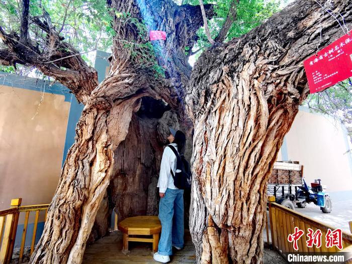 青海海東市阿河灘地質(zhì)文化村：古樹新枝、丹山碧水