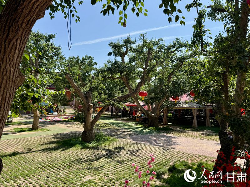 什川古梨園。人民網(wǎng)記者 焦隆攝