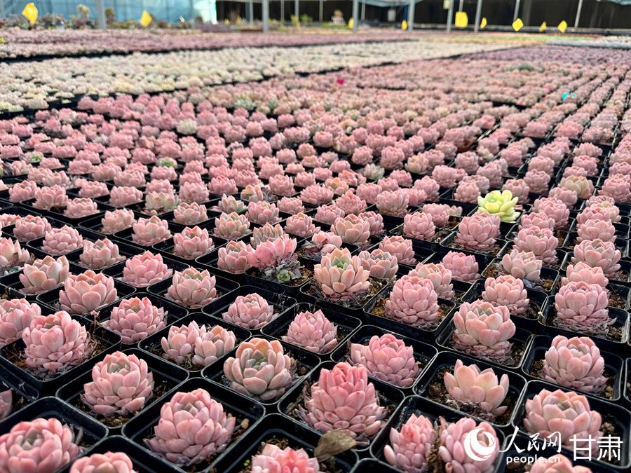 蘭州鑫源現(xiàn)代農(nóng)業(yè)休閑觀光旅游景區(qū)多肉大棚。人民網(wǎng)記者 焦隆攝