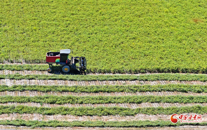 隴拍客丨民樂(lè)：茴香采收忙
